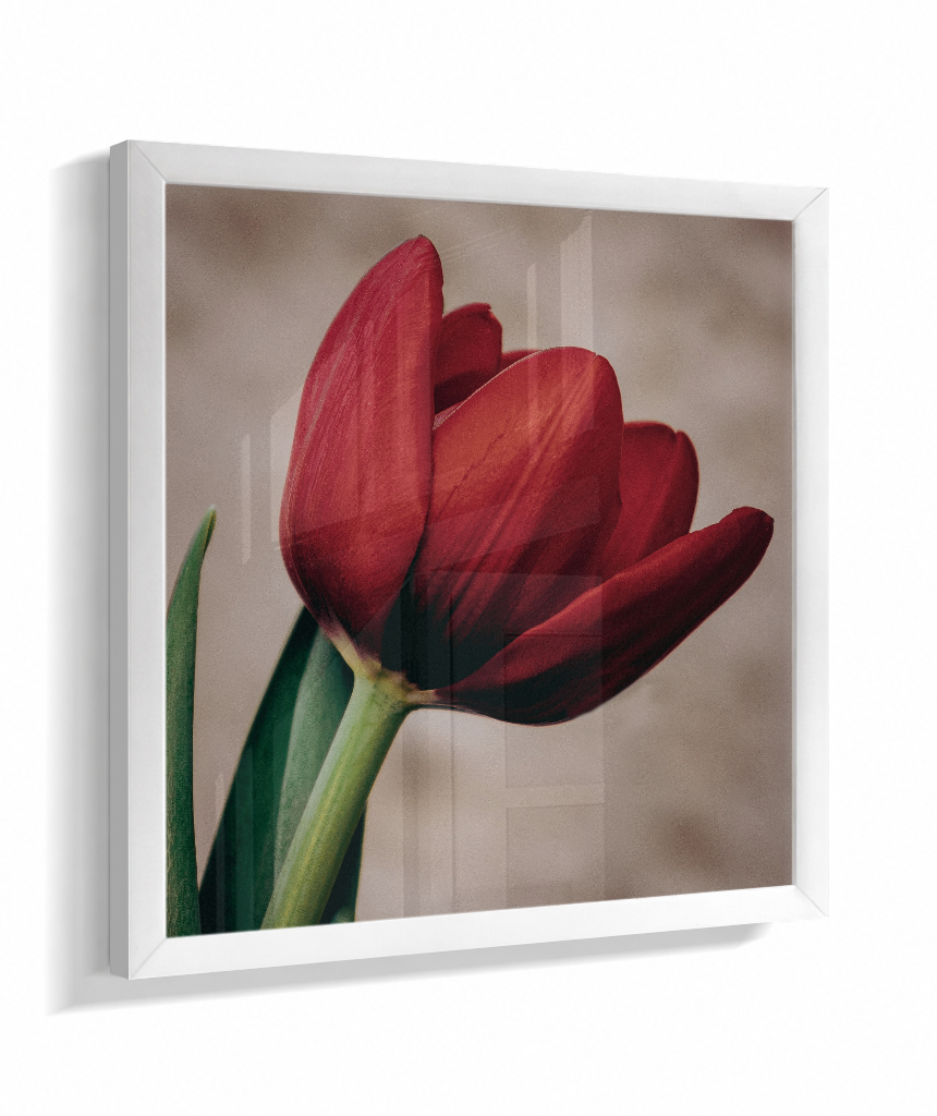 Tulipa