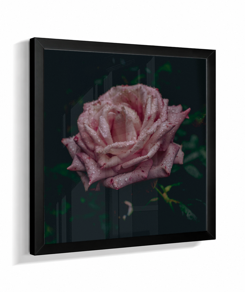 Rosa