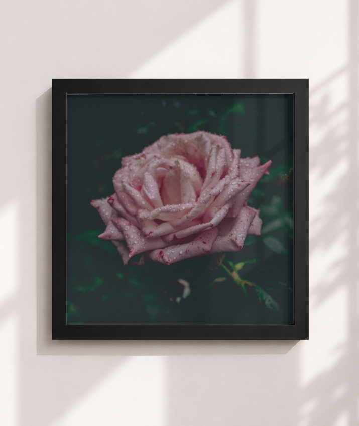 Rosa