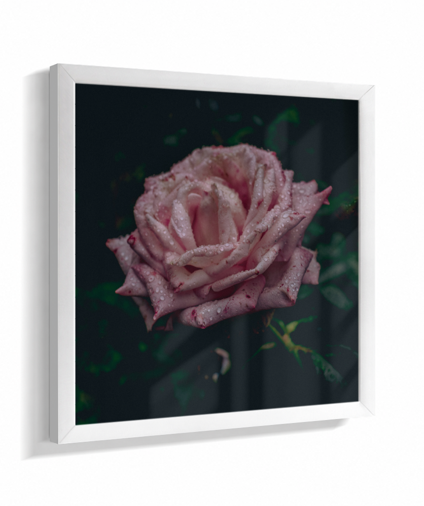 Rosa