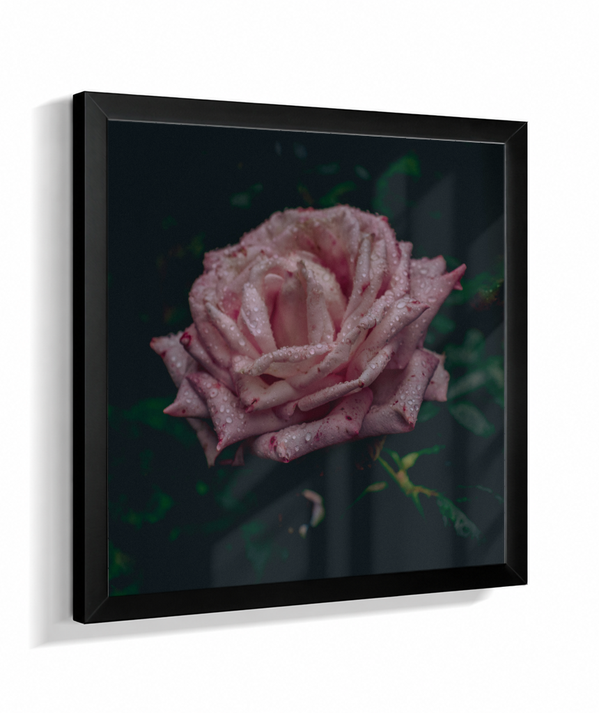 Rosa