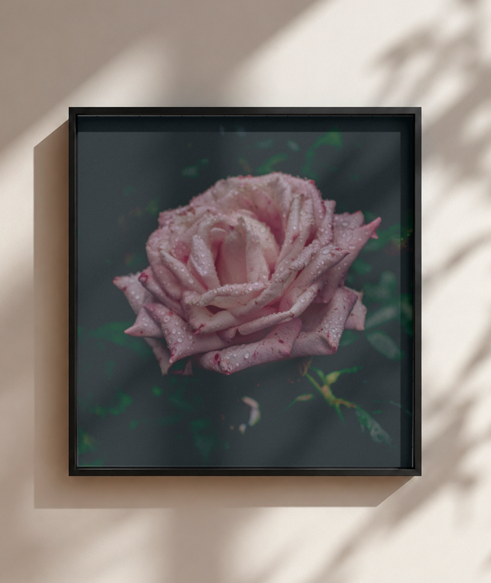 Rosa