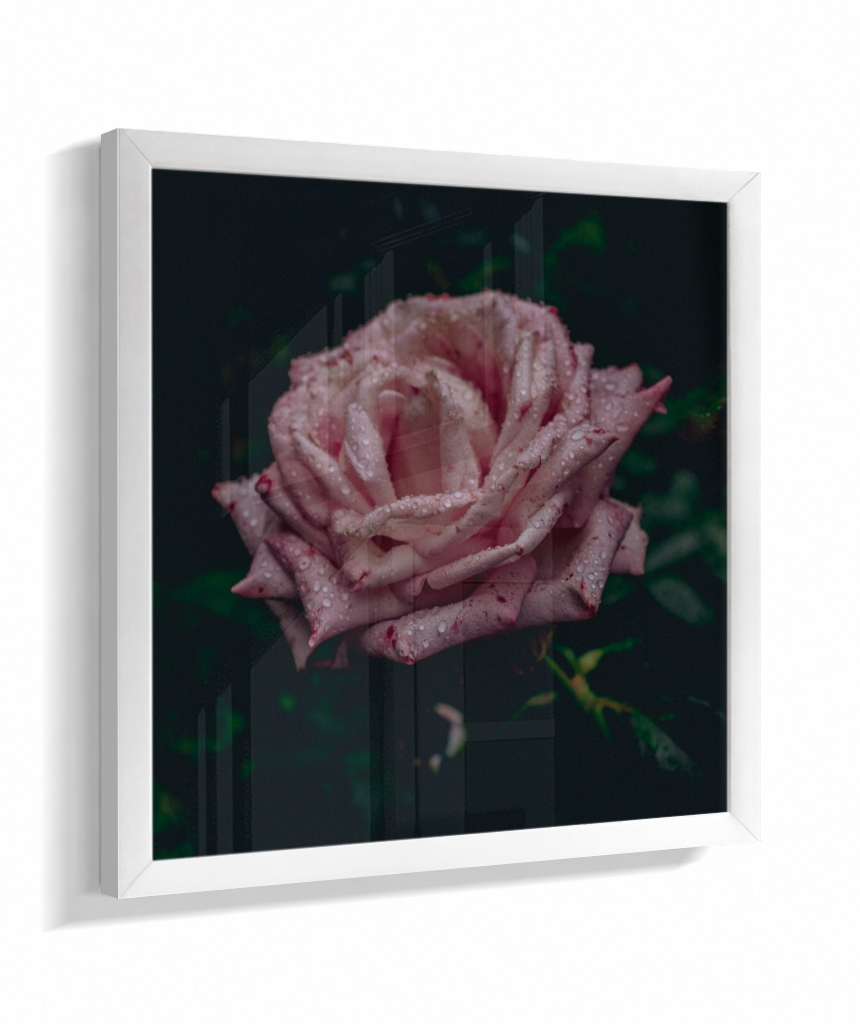 Rosa