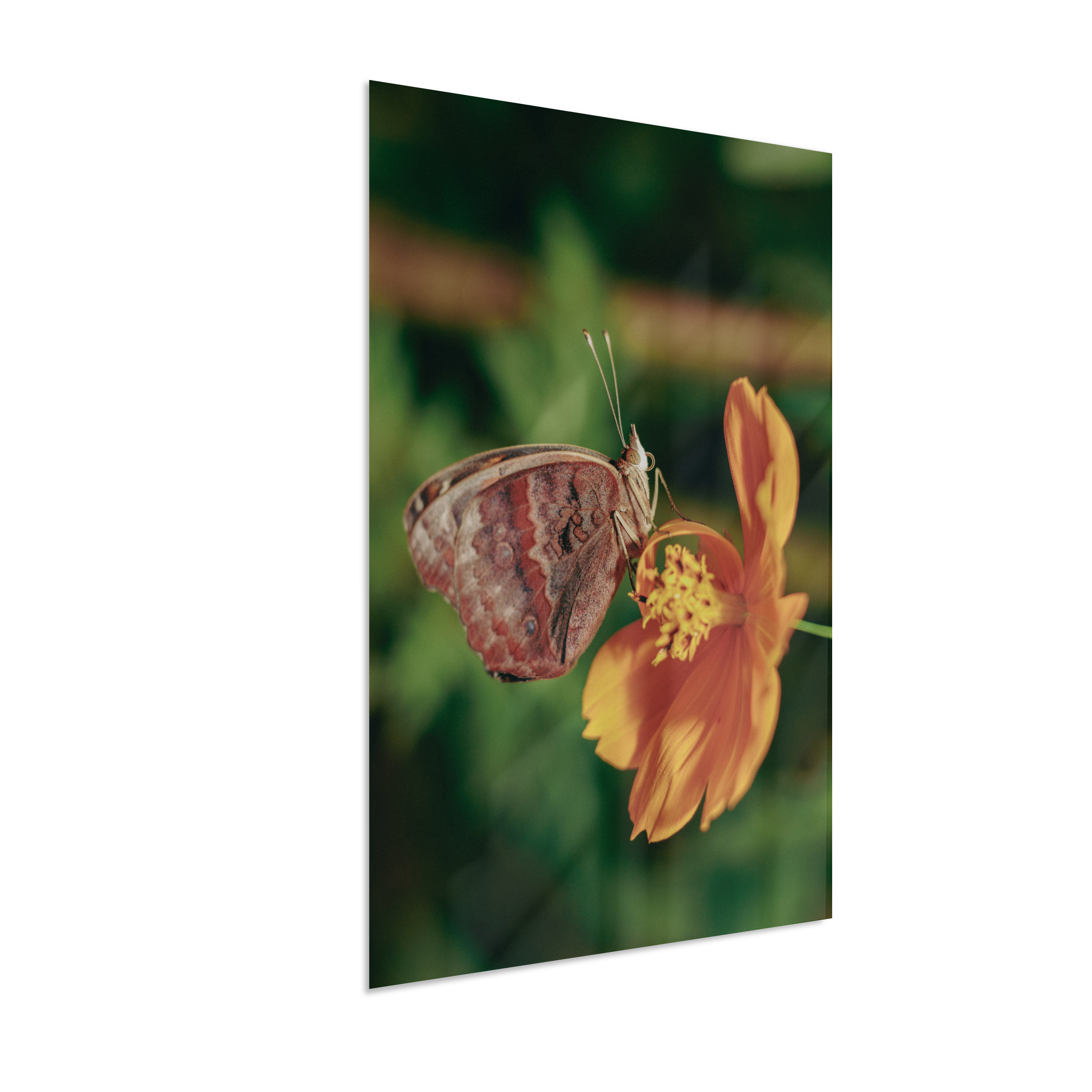 Junonia evarete