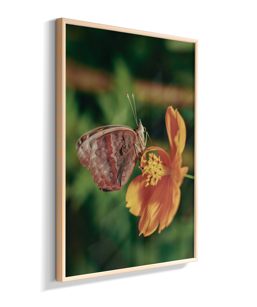 Junonia evarete