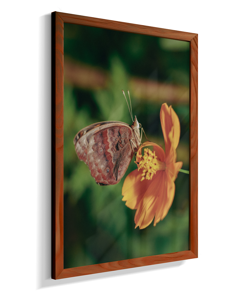 Junonia evarete