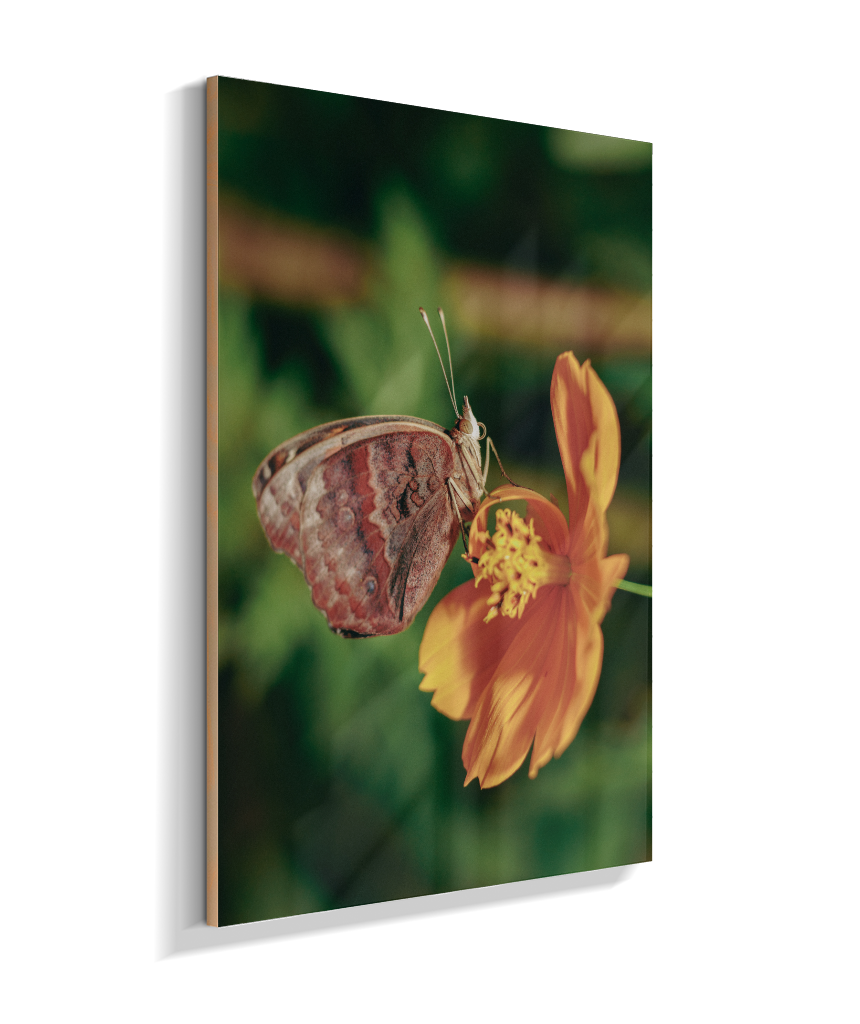 Junonia evarete