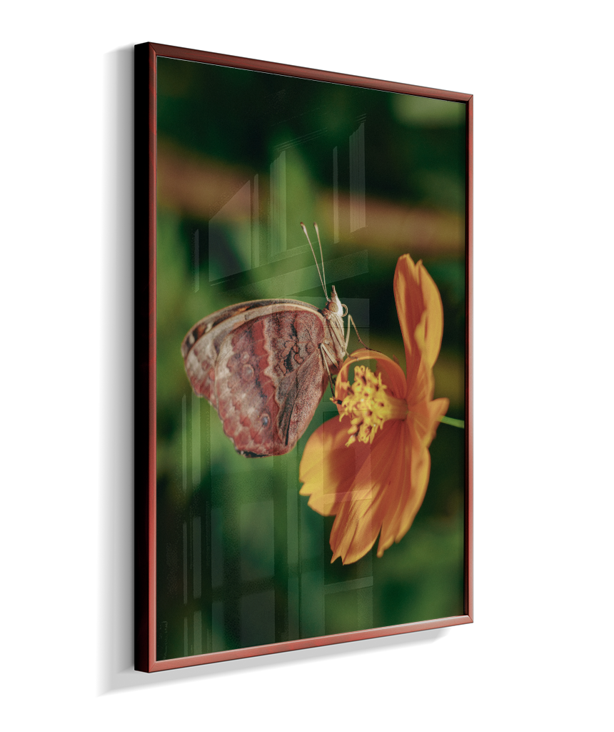 Junonia evarete