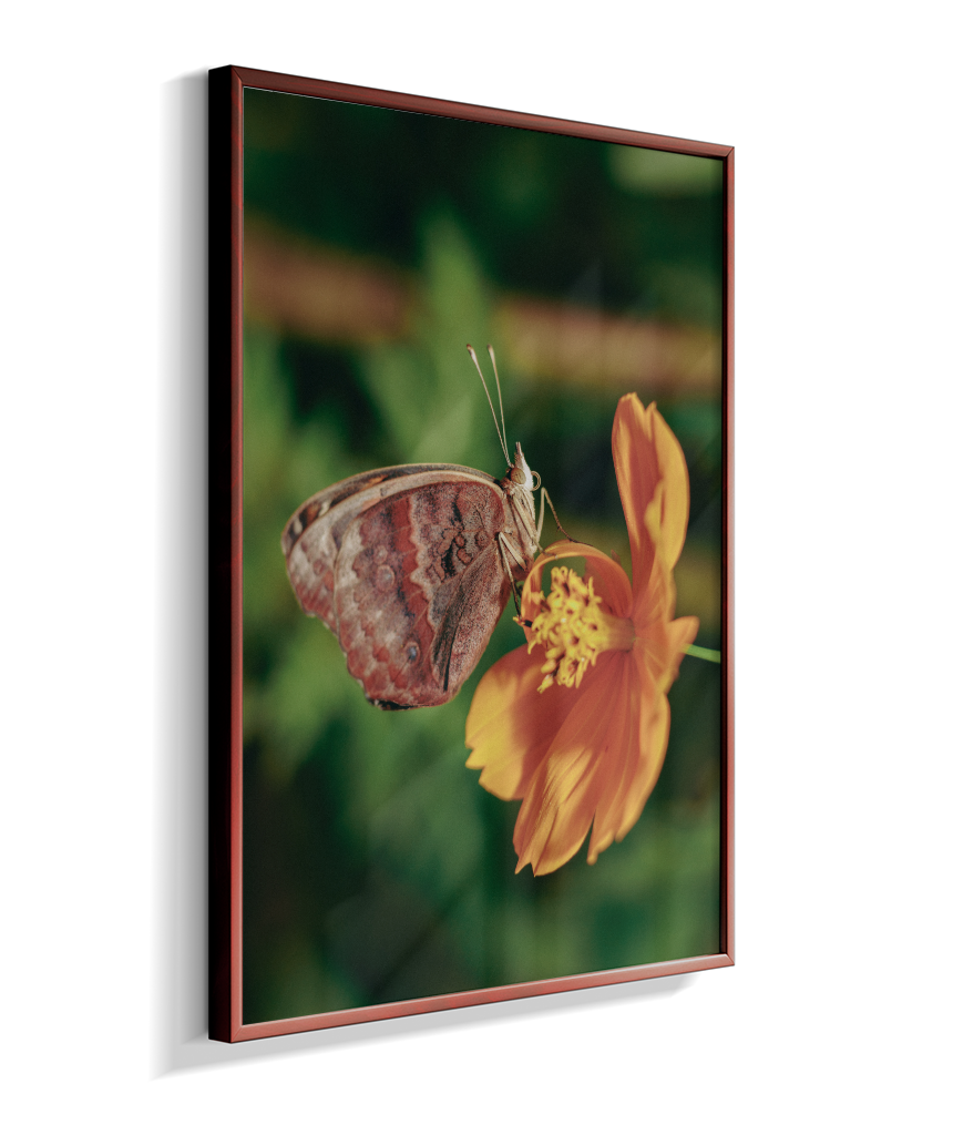Junonia evarete