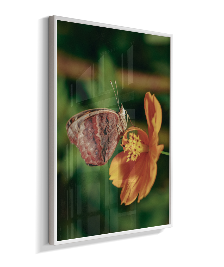Junonia evarete