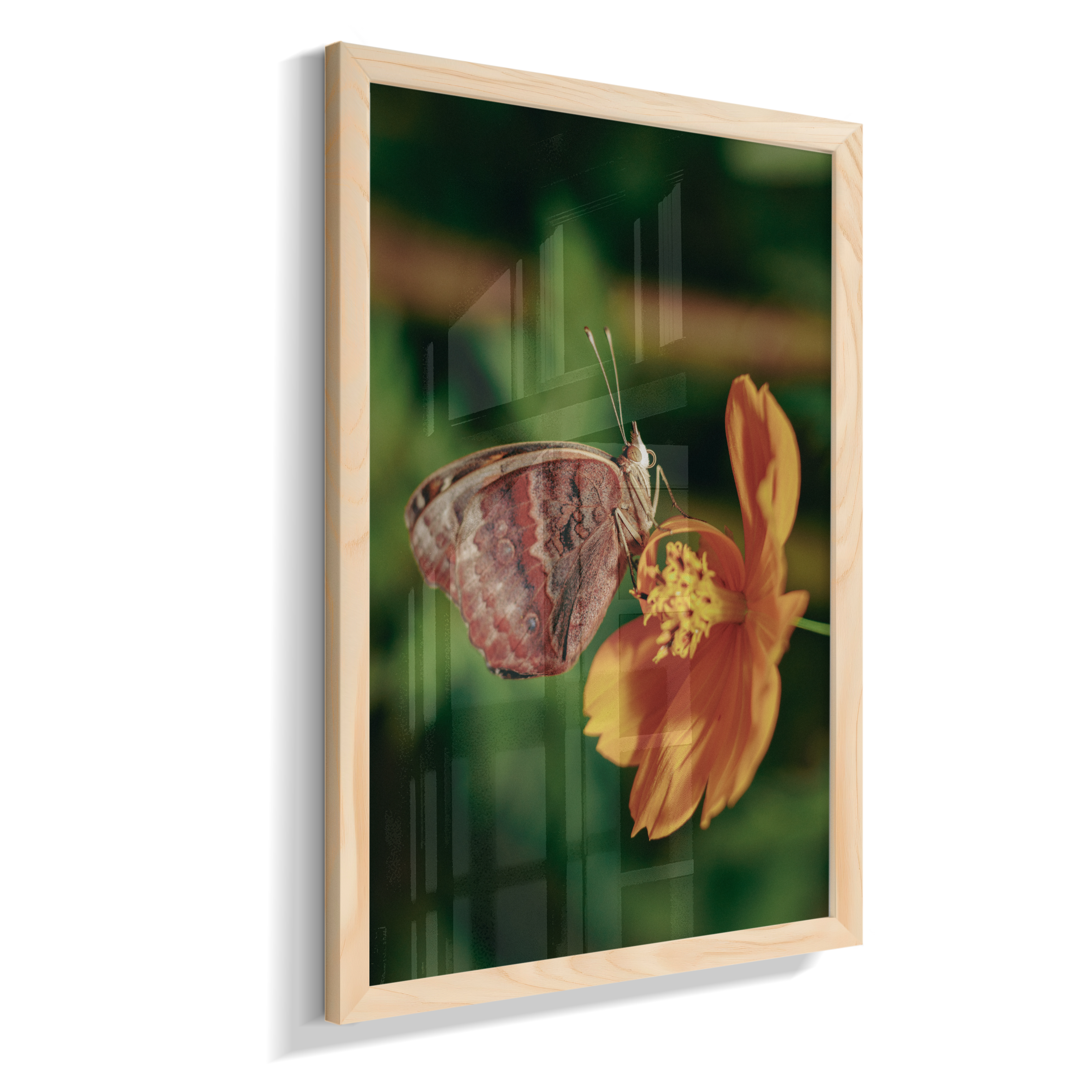 Junonia evarete