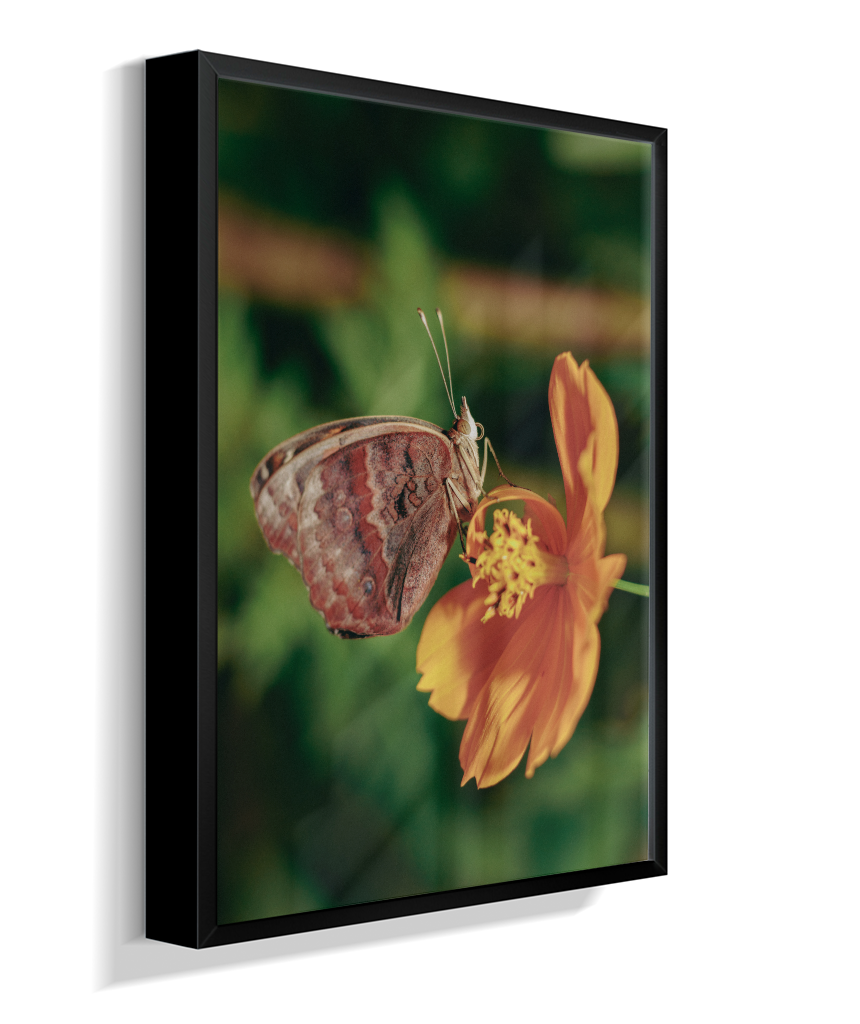 Junonia evarete