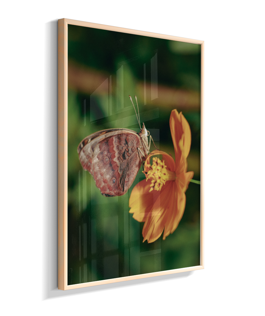 Junonia evarete