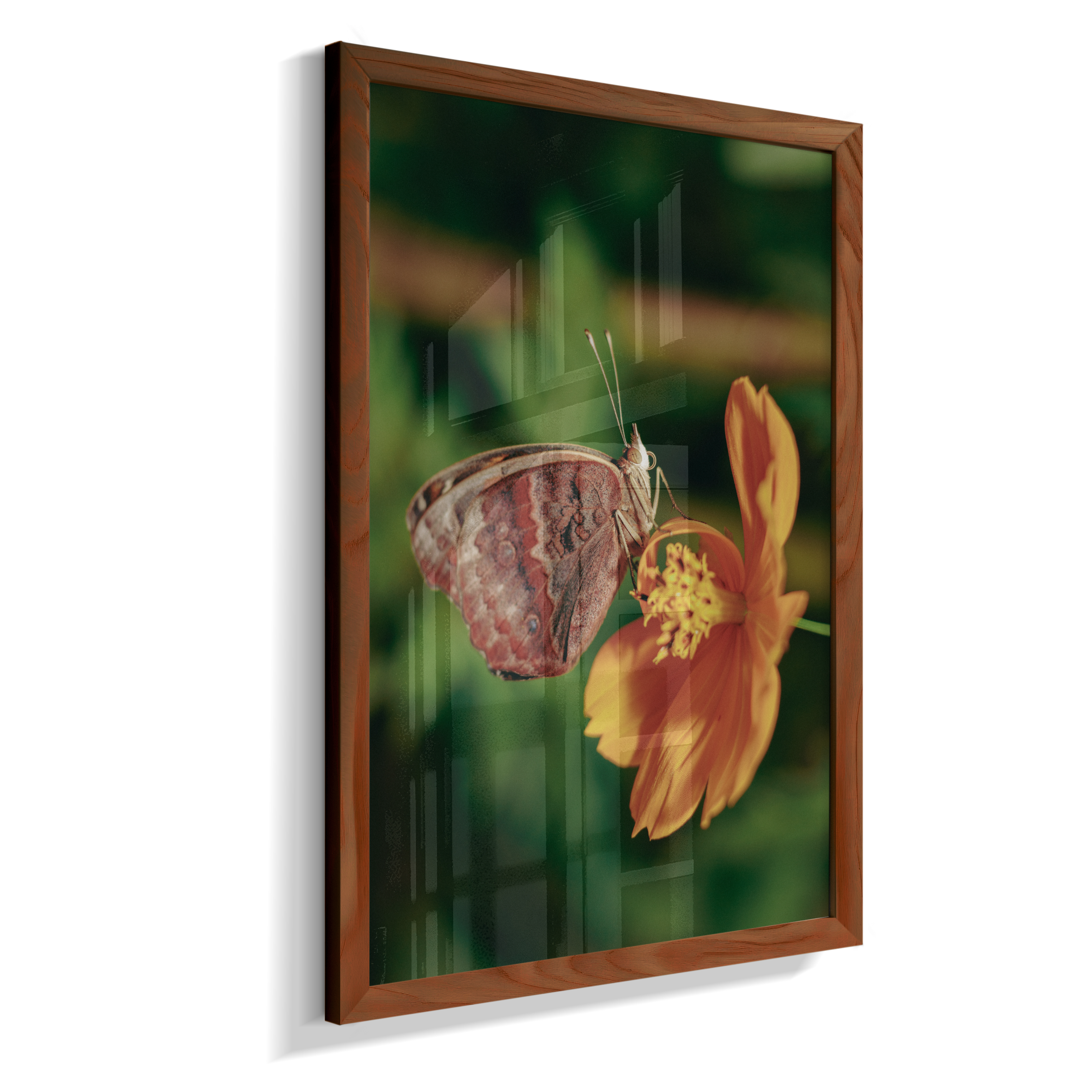 Junonia evarete
