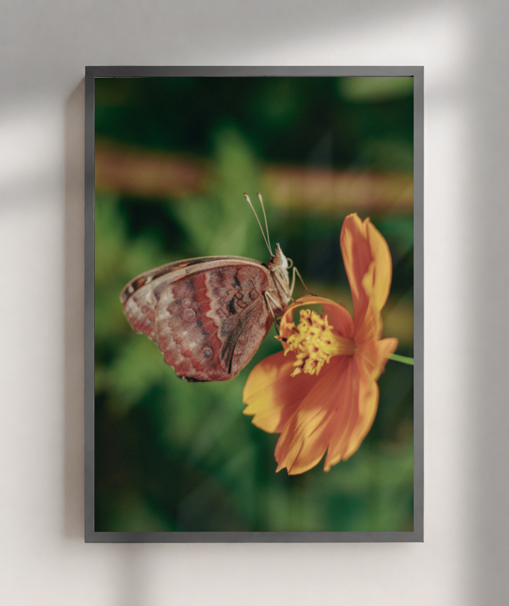 Junonia evarete