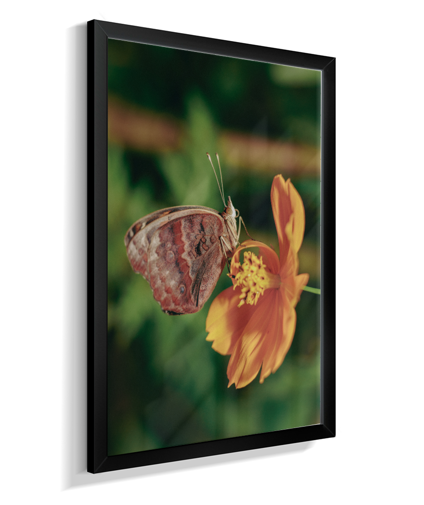 Junonia evarete