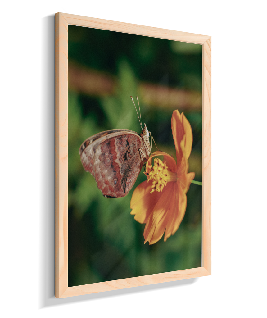 Junonia evarete