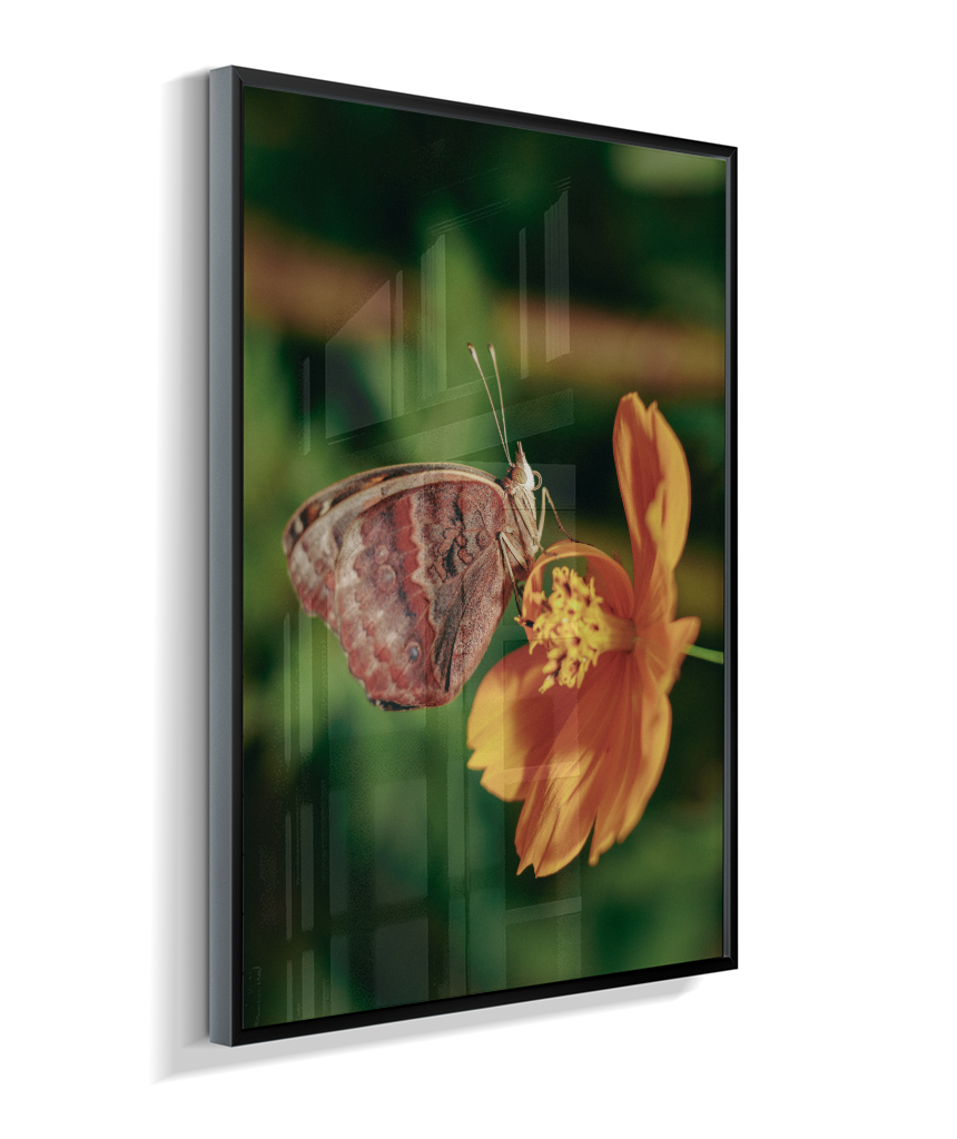 Junonia evarete