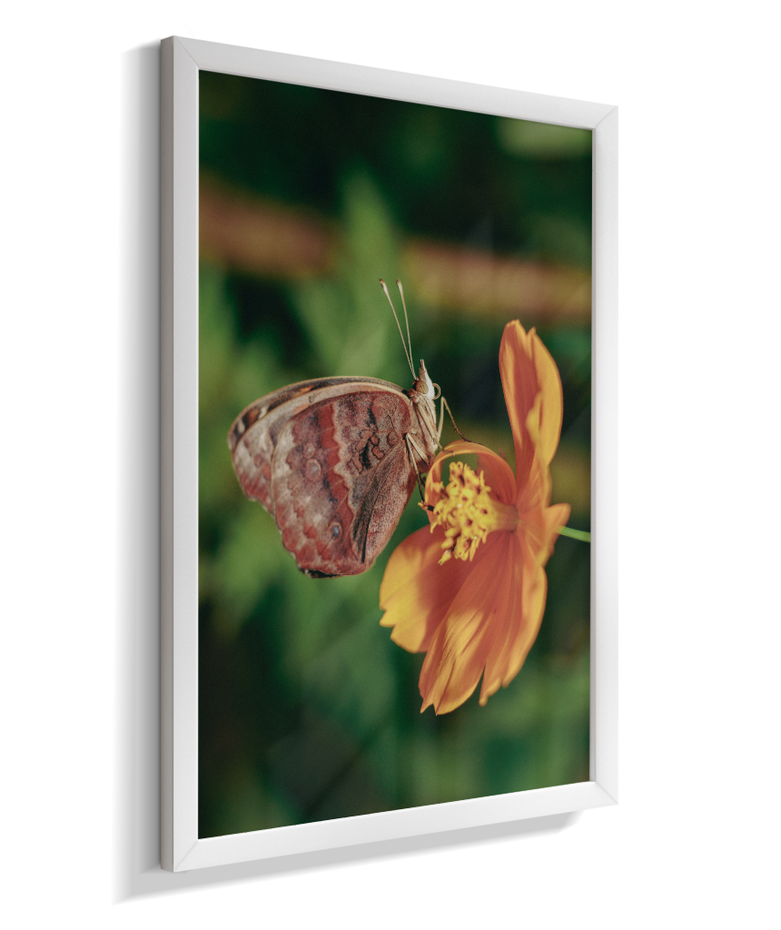 Junonia evarete