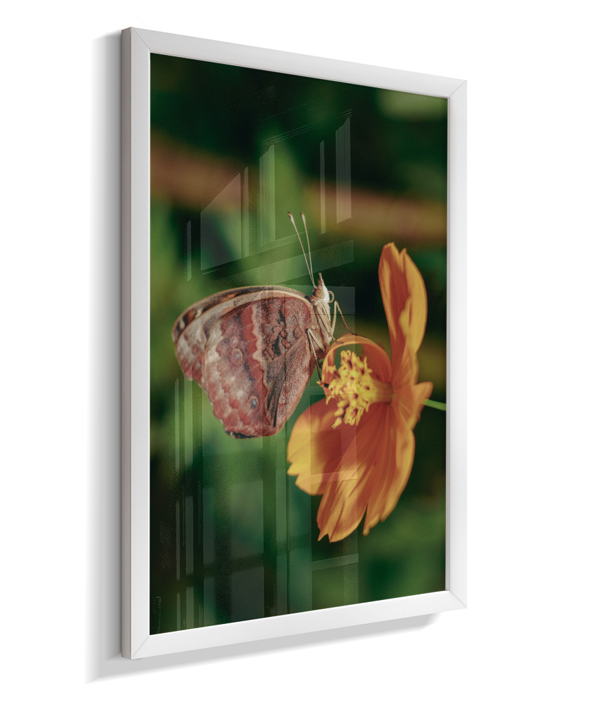 Junonia evarete