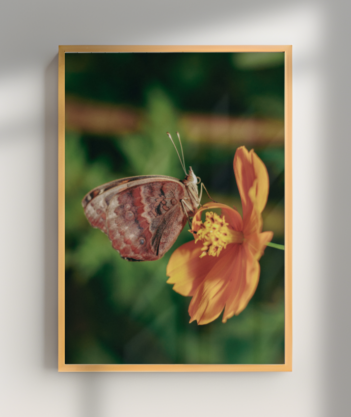 Junonia evarete