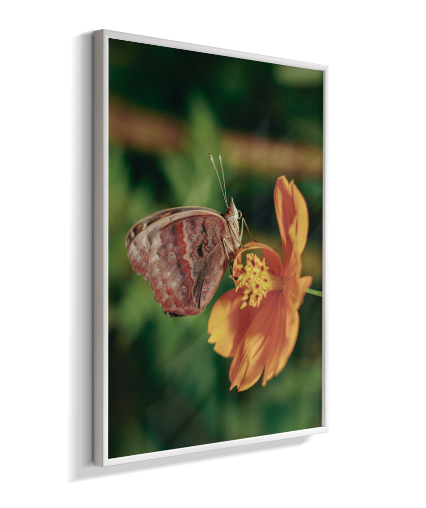 Junonia evarete