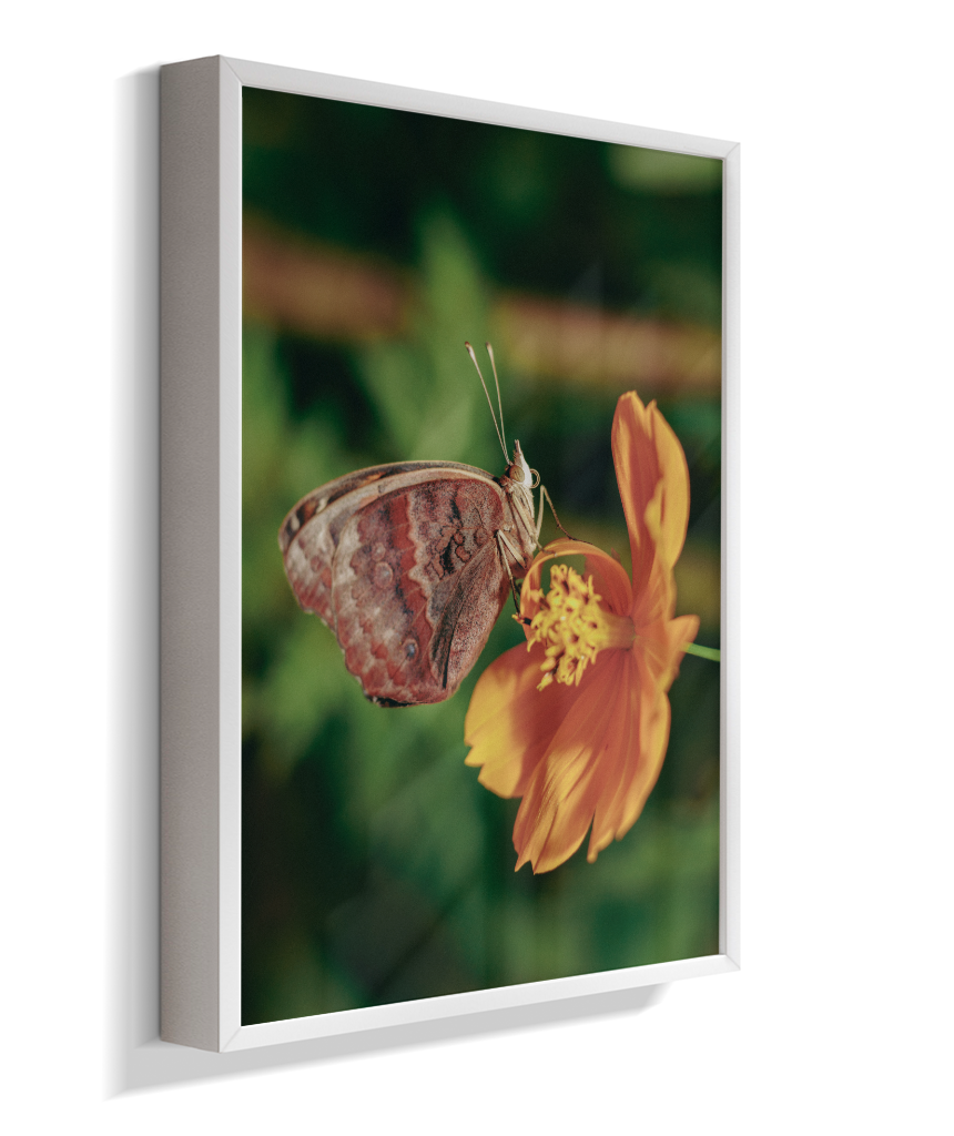 Junonia evarete