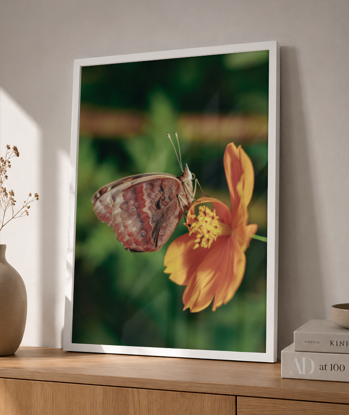 Junonia evarete