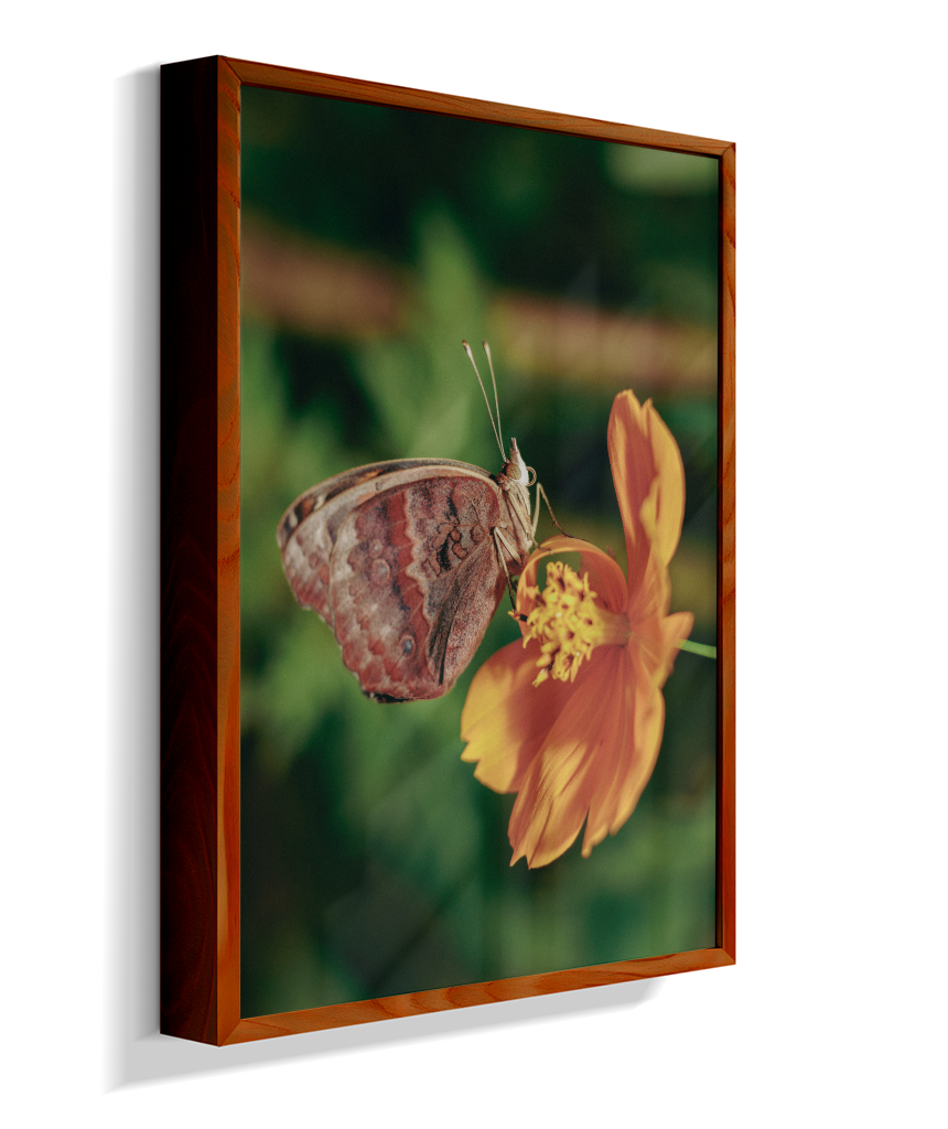 Junonia evarete