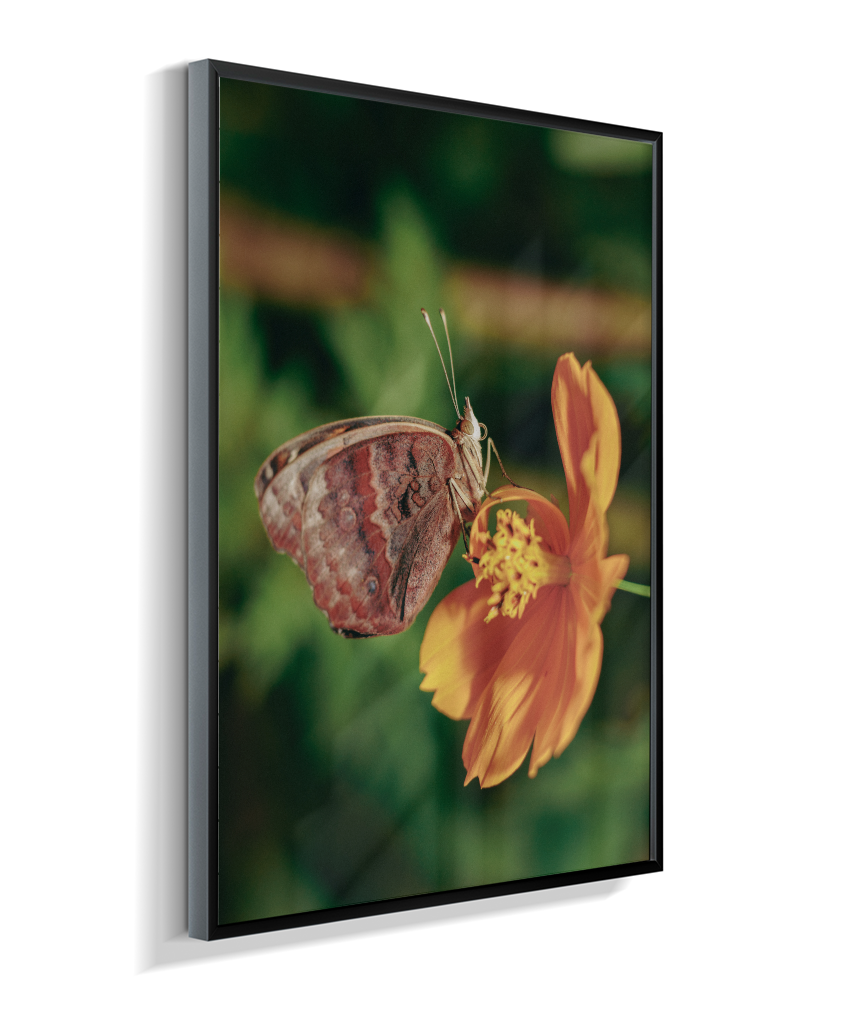 Junonia evarete