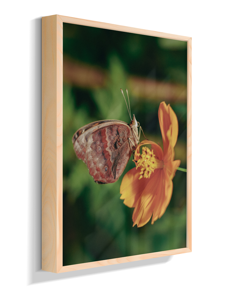 Junonia evarete