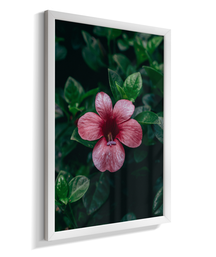 Barléria