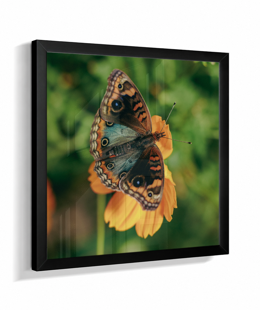 Junonia evarete