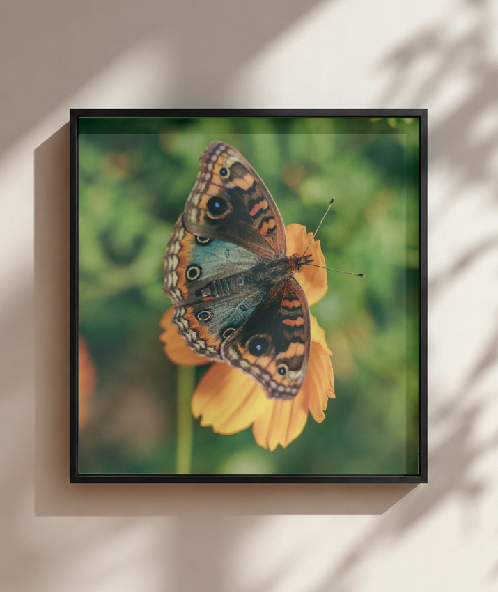 Junonia evarete