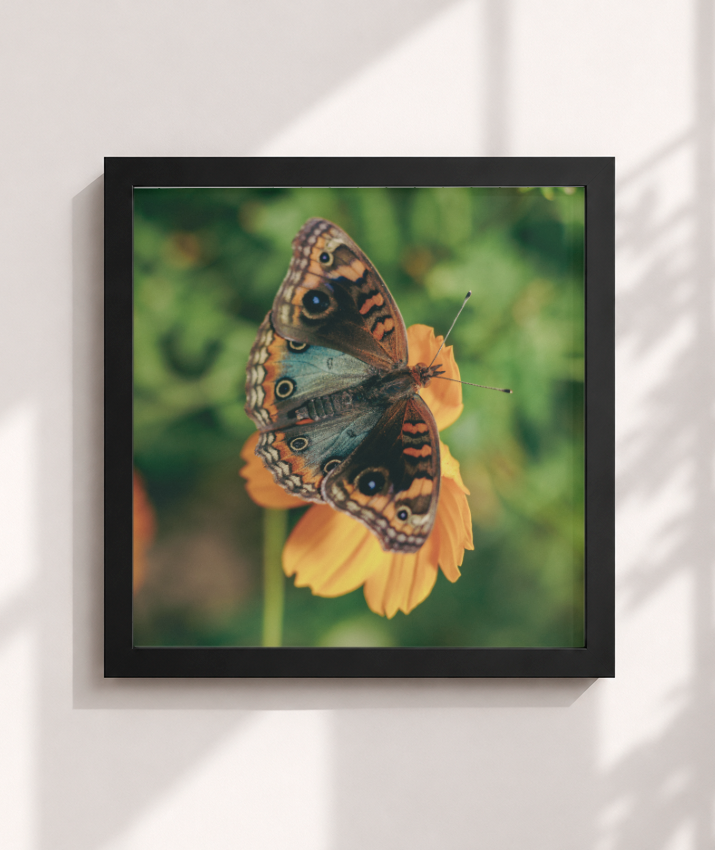 Junonia evarete