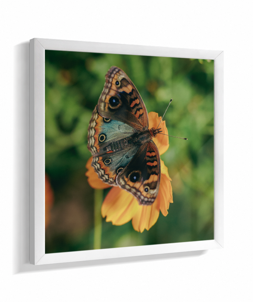 Junonia evarete
