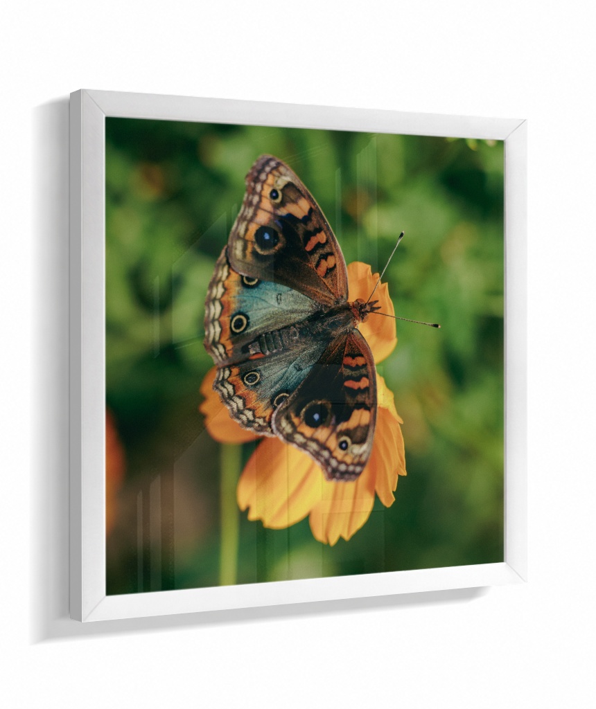 Junonia evarete