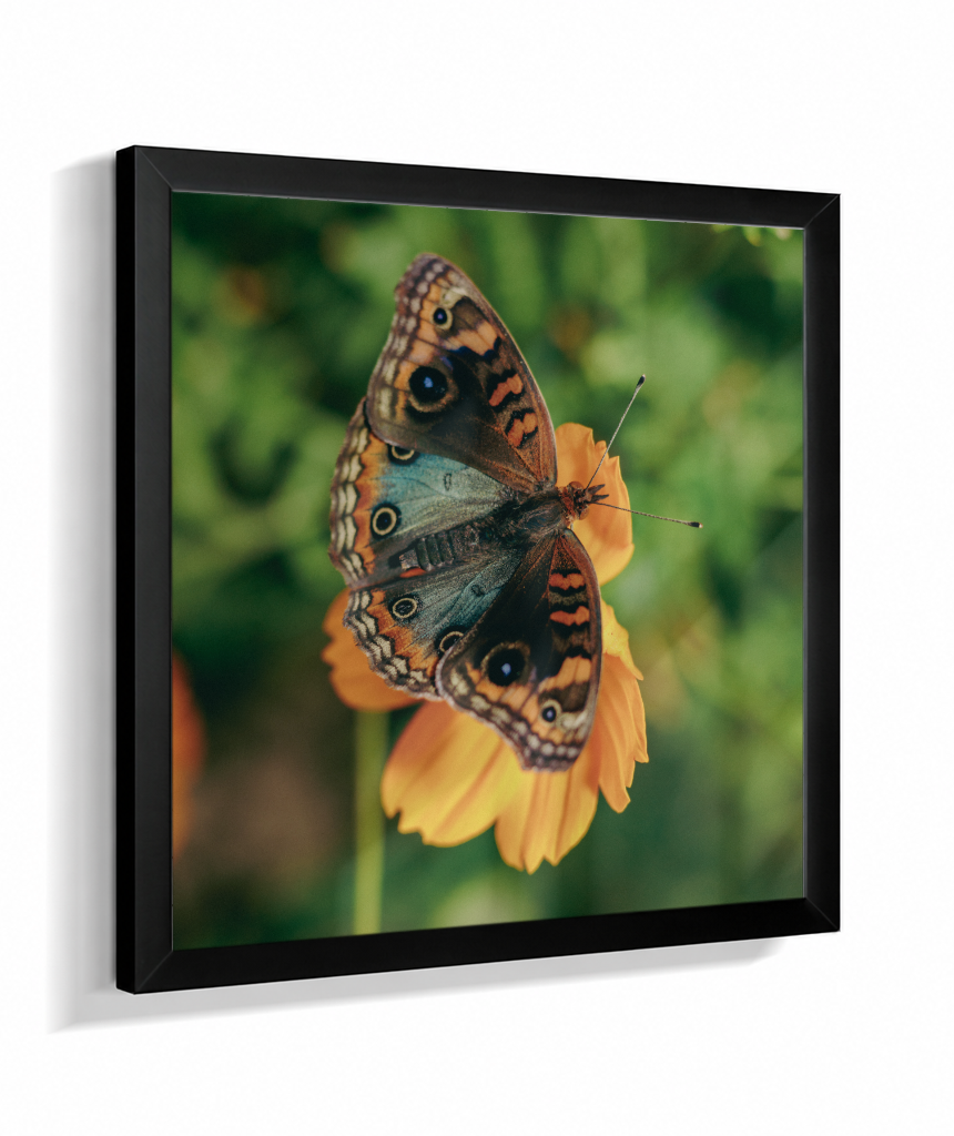 Junonia evarete