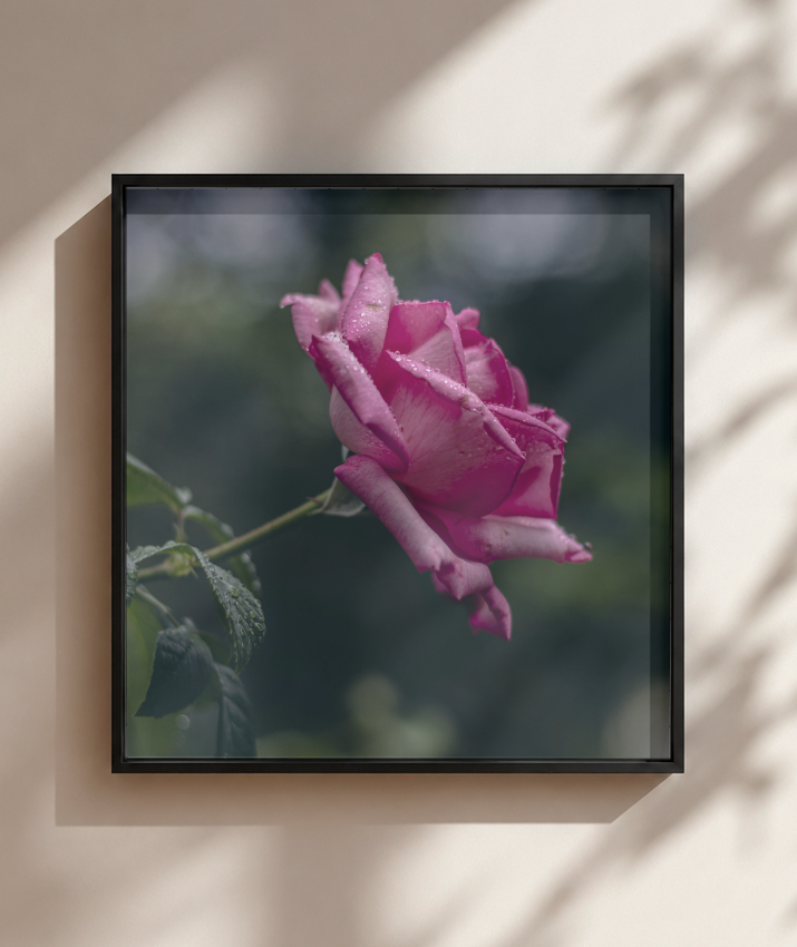 Rosa