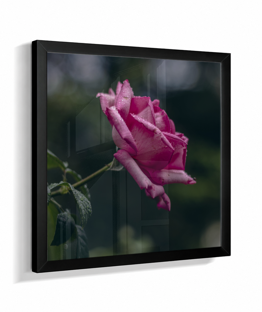 Rosa