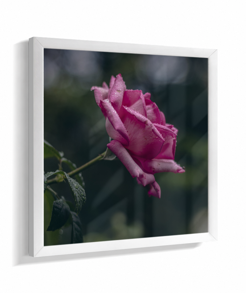Rosa