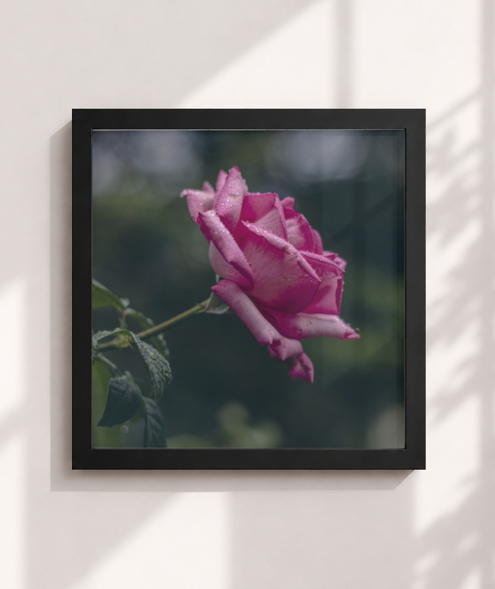 Rosa
