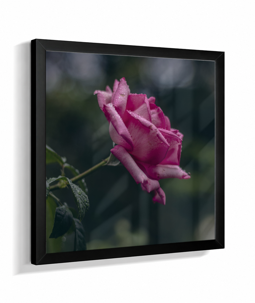Rosa