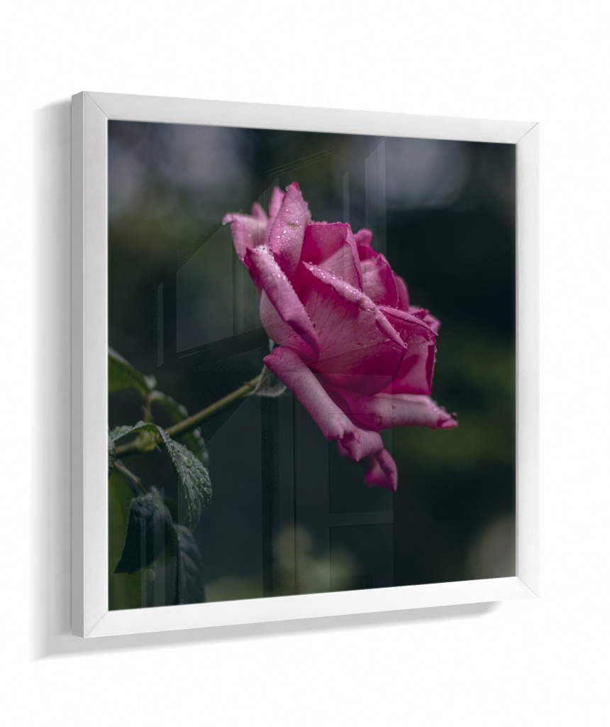 Rosa