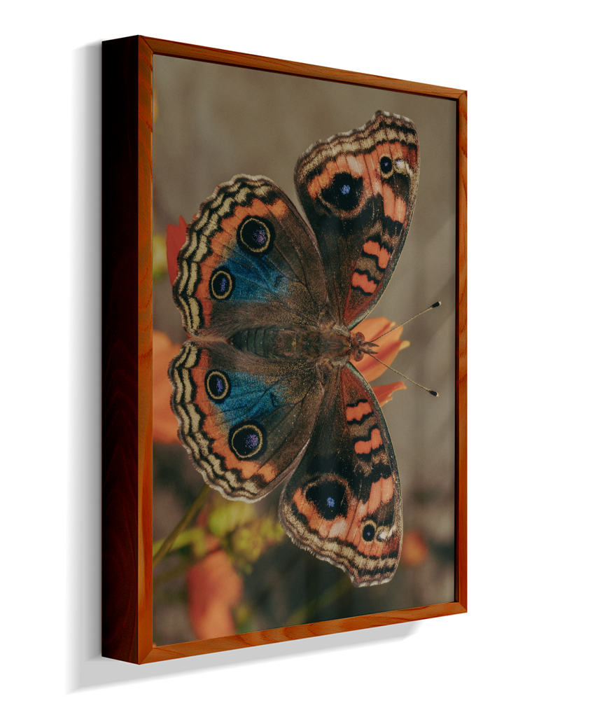 Junonia evarete