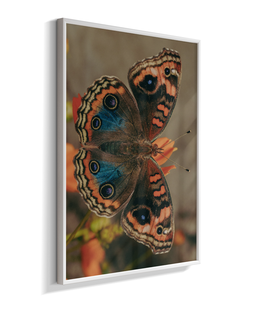 Junonia evarete