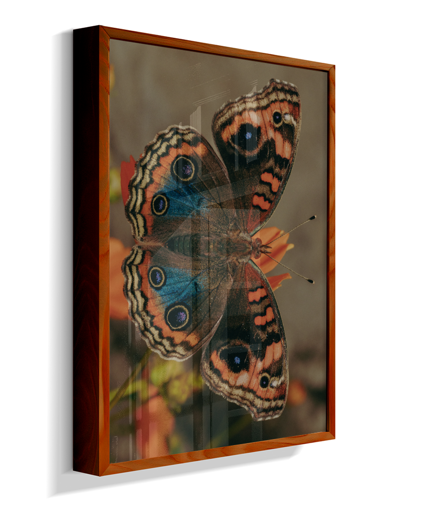 Junonia evarete
