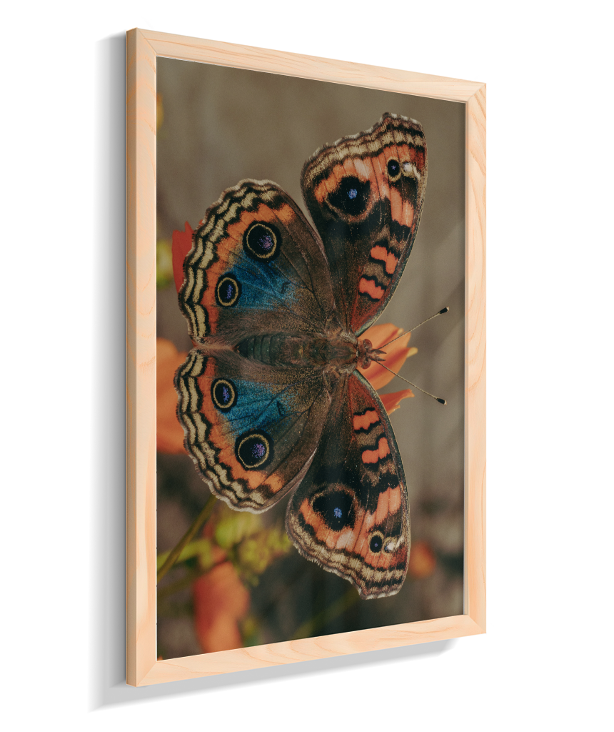 Junonia evarete