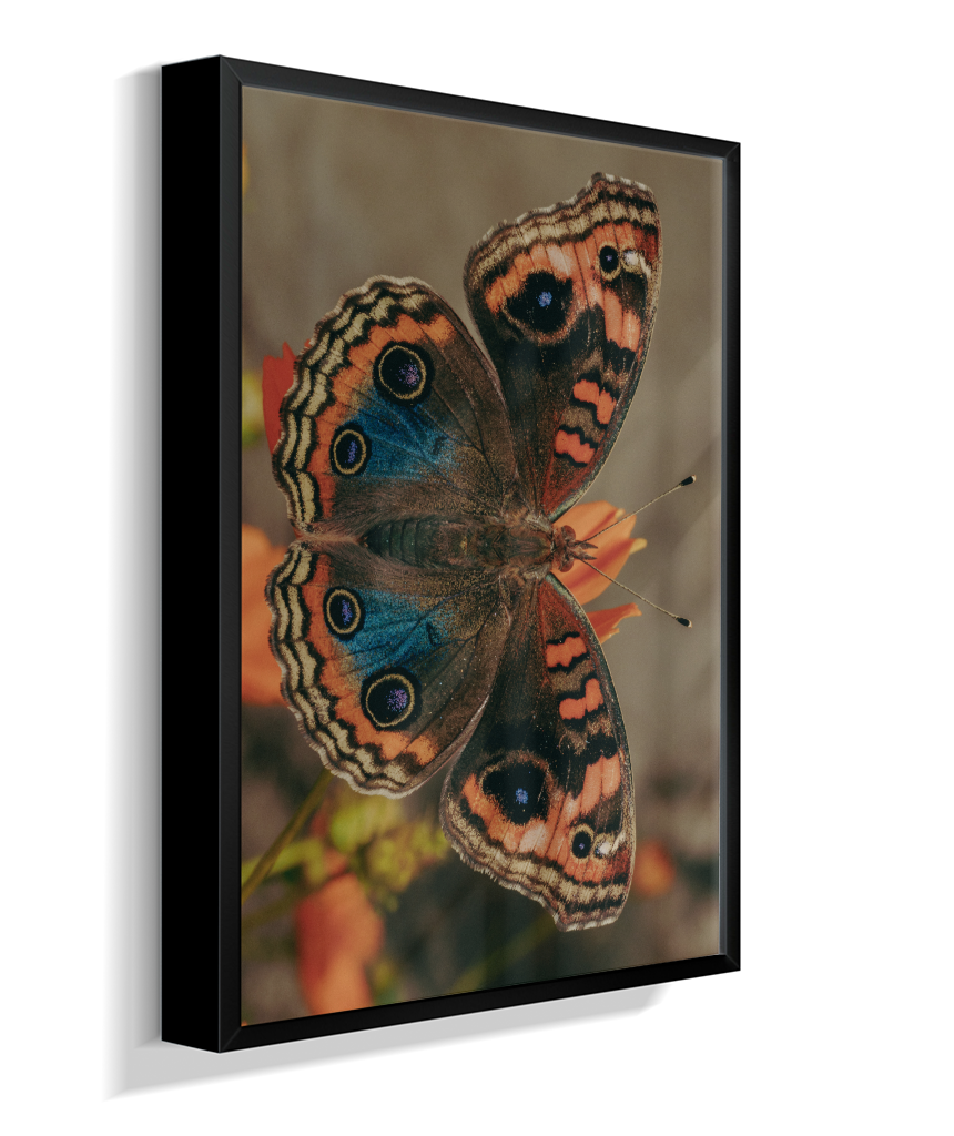 Junonia evarete