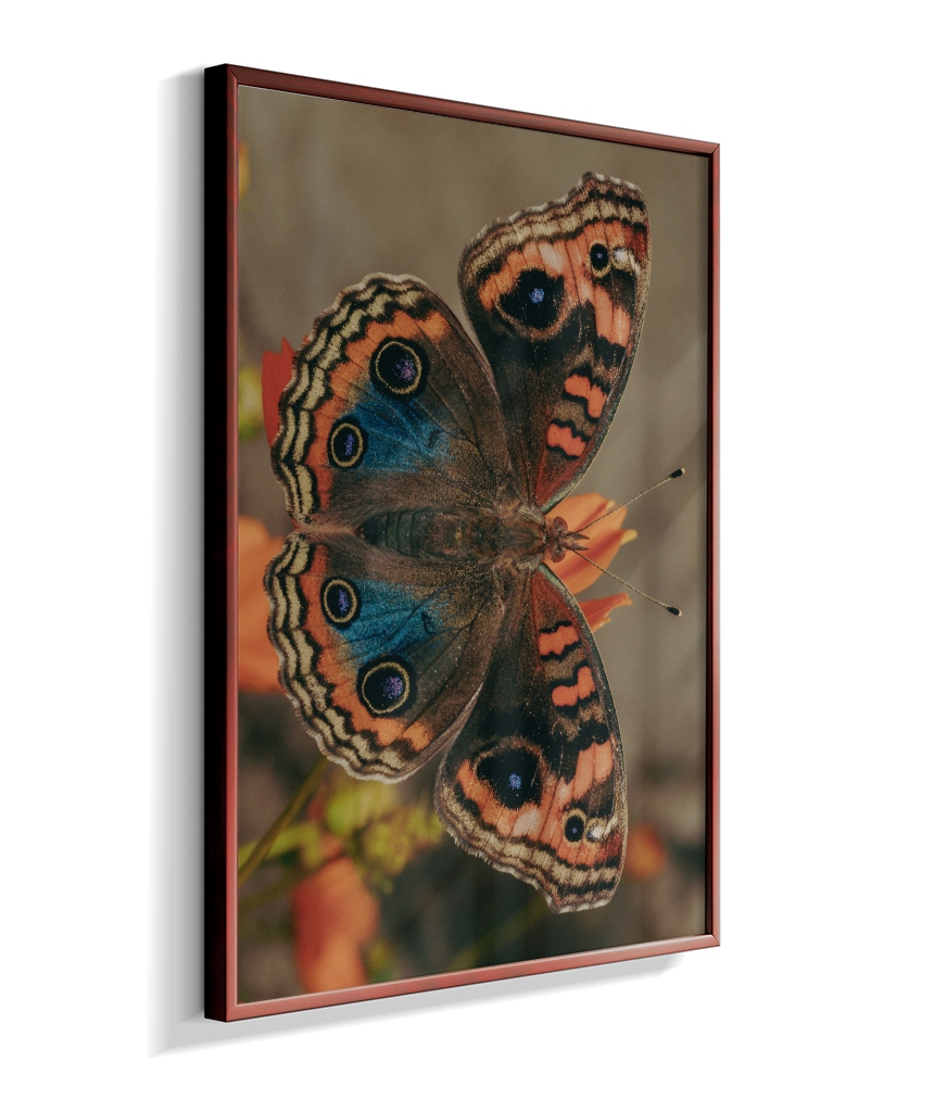 Junonia evarete